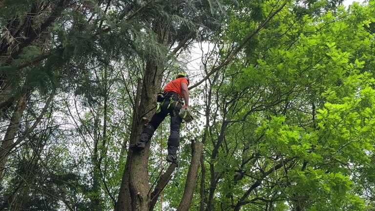 How Our Tree Care Process Works  in Wright City, MO